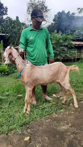 Kambing Super Premium / Kambing PE / Kambing Aqiqah / Kambing Murah