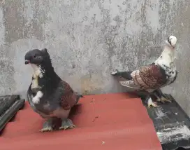 Merpati Hias Santinet Blondinet