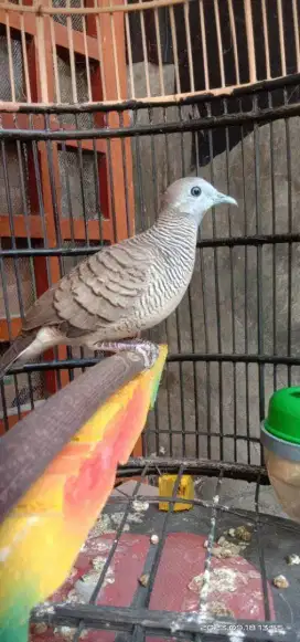 Burung Perkutut Lokal Rajin Bunyi