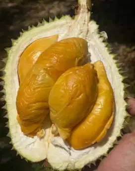 Bibit durian duren hitam ochee bawor musangking lokasi bandar Lampung