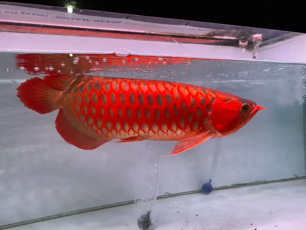 Ikan Arwana Red