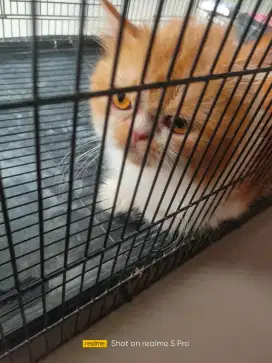 Kucing flaknose longhair jasa pacak