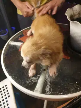 PROMO BELI 1 DAPET 2 chihua pom shitsu