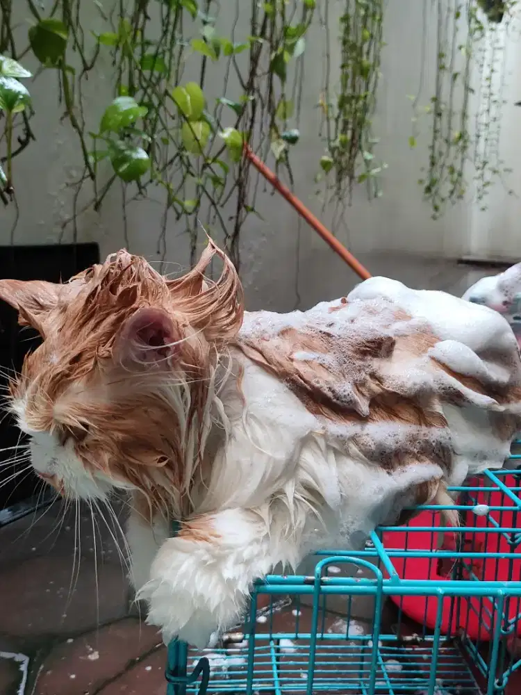 Grooming panggilan