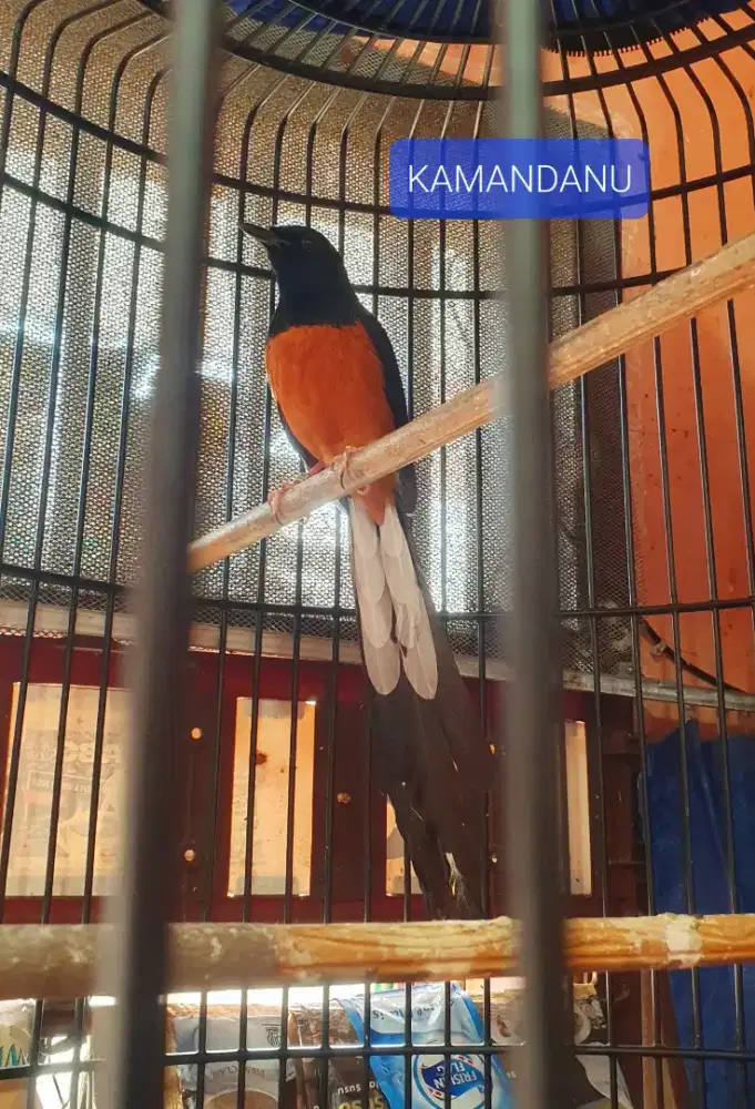 Burung Murai Batu Ekor Panjang 23-24CM Koleksi Pribadi Istimewa