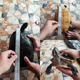 Kura kura river cooter indukan