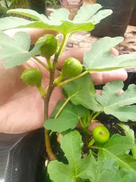 Bibit pohon tin kualitas terbaik