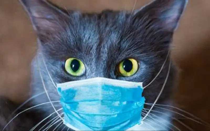 Penitipan Kucing di Ungasan dan Dokter Hewan