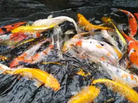 Koi metalik, slayer, platinum