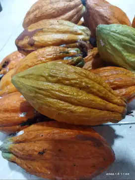 kakao fruit buah coklat kakao 1kg