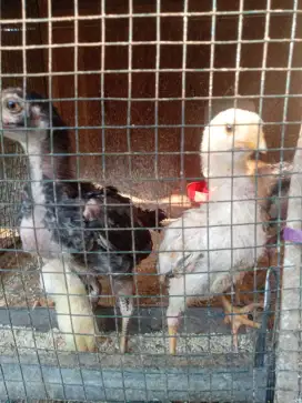 Anakan Ayam Pakhoy Usia  2 Minggu - 1 Bulan