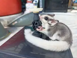 Sugar Glider Mozaic