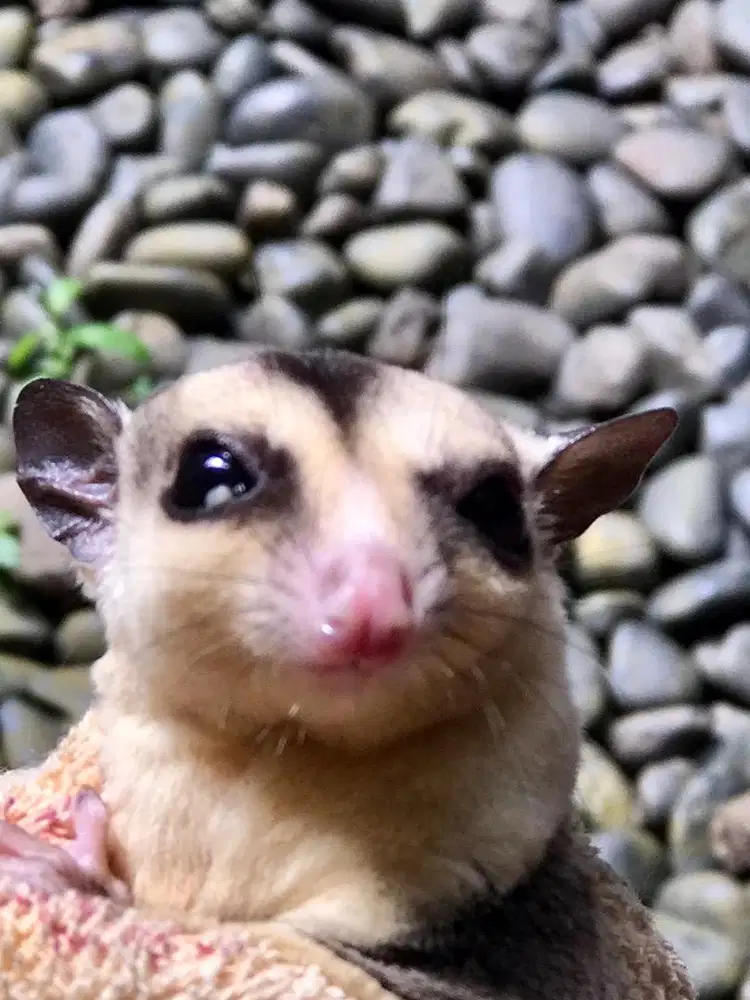 DIJUAL : Sugar Glider White Face - Jantan Dewasa