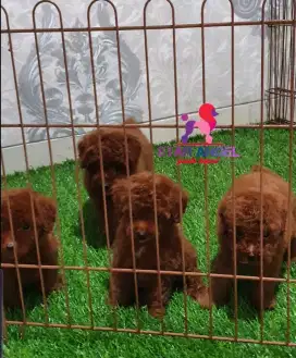 Breeder spesialis red poodle