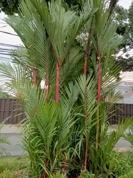 Pohon palem merah 4 meter