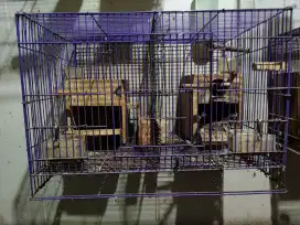 Kandang Ternak Plus Glodok bersekat