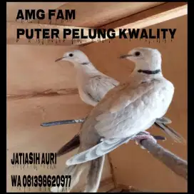 JUAL PUTER PELUNG ANAKAN