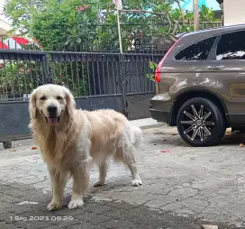 Pejantan Golden Retriever pure