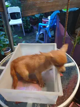 Dog kecil ras mini