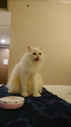 KUCING PESEK PERSIA PEAKNOSE ANGGORA BETINA SUDAH VAKSIN nego