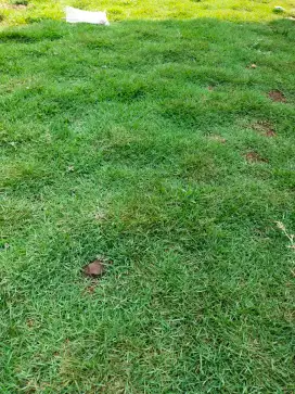 Tukang taman murah| pasang rumput taman | pembuatan taman