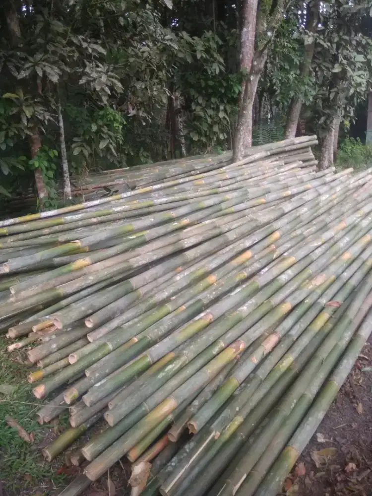 Jual bambu steger