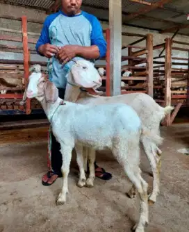 Jual Kambing Akikah, Domba Aqiqah / Harga Diskon