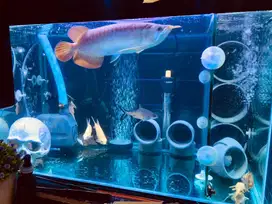 Rumah hias ikan aquarium unik Bentuk teengkurak