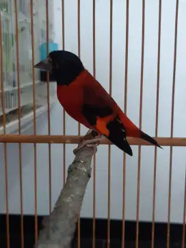 Red siskin Clasic Jantan gacor siap kawin