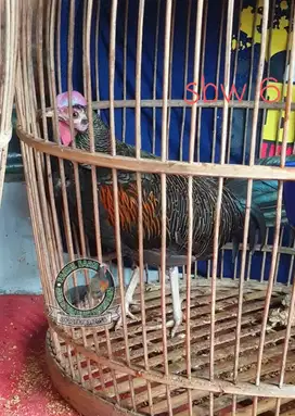 Ayam hutan hijau sumbawa
