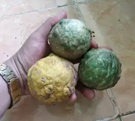 Jeruk purut,lemon, buah,jeruk bumbu masakan