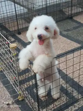 Jual Pejantan White Poodle
