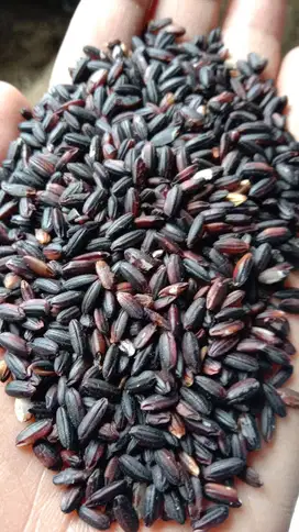 Beras Ketan Hitam (Black Glutinous Rice) Cililin.