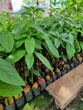 bibit alpukat aligator di medan
