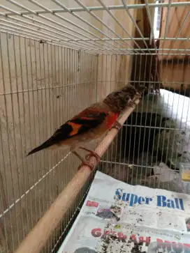 Red siskin Klasik fik jantan usia 2-3bln