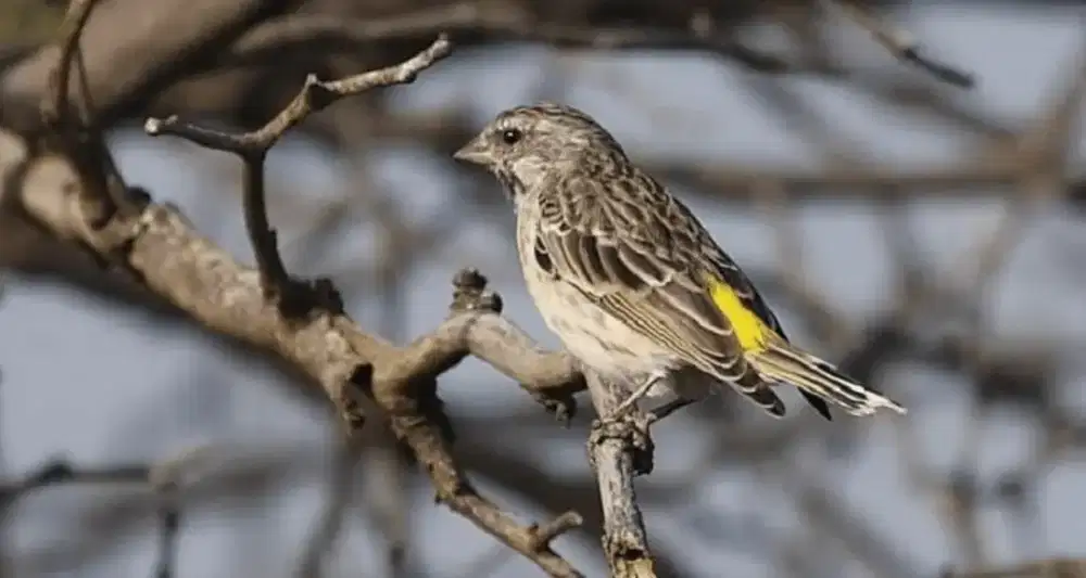 Burung Blacktroat