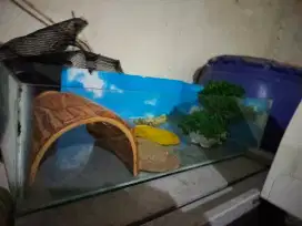 Aquarium panjang 60cm