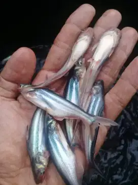 Bibit ikan patin