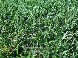 Harga Supplier Rumput Stadion Lapangan Zoysia Matrella Sragen
