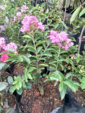 Bunga Sakura ping