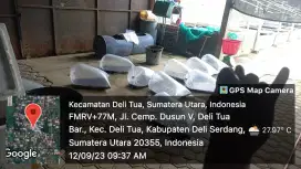 Bibit Lele Unggul dan Rupawan