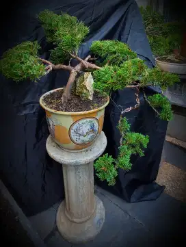 Cemara Sinensis