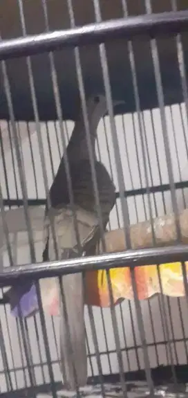 Burung perkutut bangkok jantan gacor volume besar enak ekor 15 asli