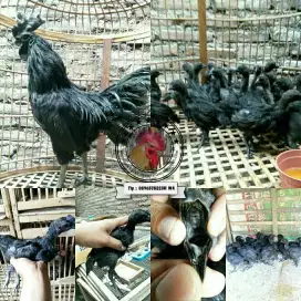 Ayam hias  cemani asli magelang