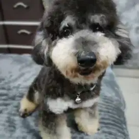 Toy Poodle silver phantom open pacak stambom