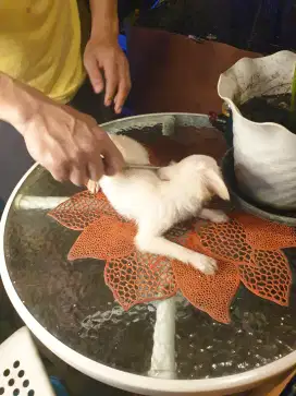 anjing ras mini dijual