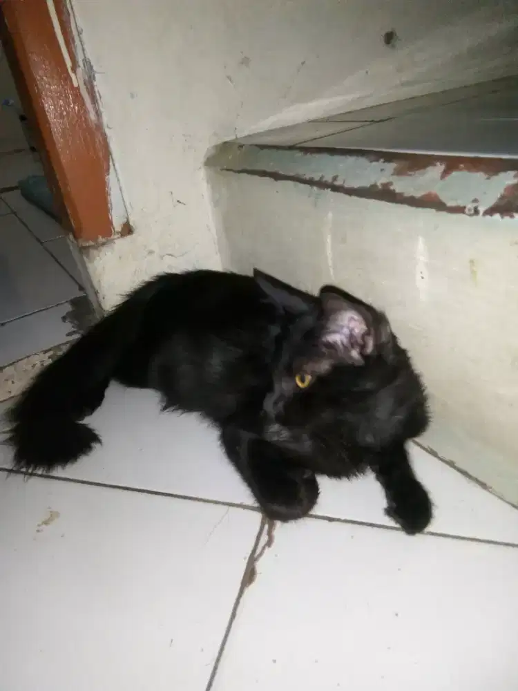 Termurah Menerima groming cat khusus DEPOK