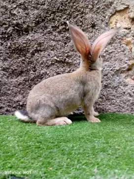 Kelinci Flemish Giant anakan