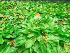 Tukang rumput gajah mini