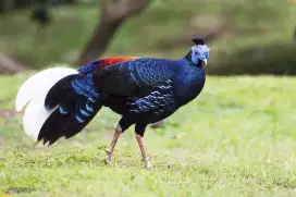 Ayam sempidan biru ekor putih asli aceh